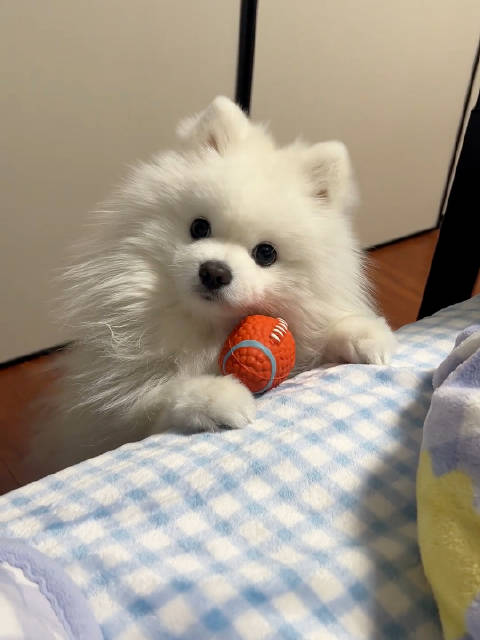 露露被夸
