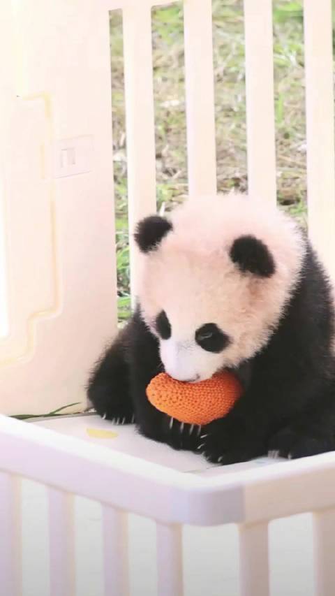mini小月亮抱胡萝卜玩耍萌态十足