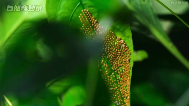 蝴蝶与植物的无间道，到底谁才是最终赢家？