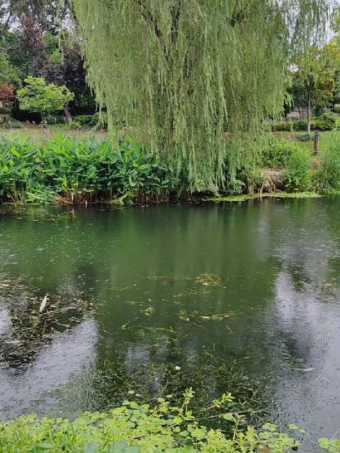 雨后河边垂钓者不减,吴建豪夫妇年龄差引祝福