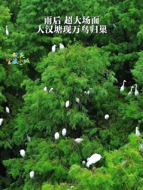 合肥惊现万鸟归巢被合肥这一幕震惊到了