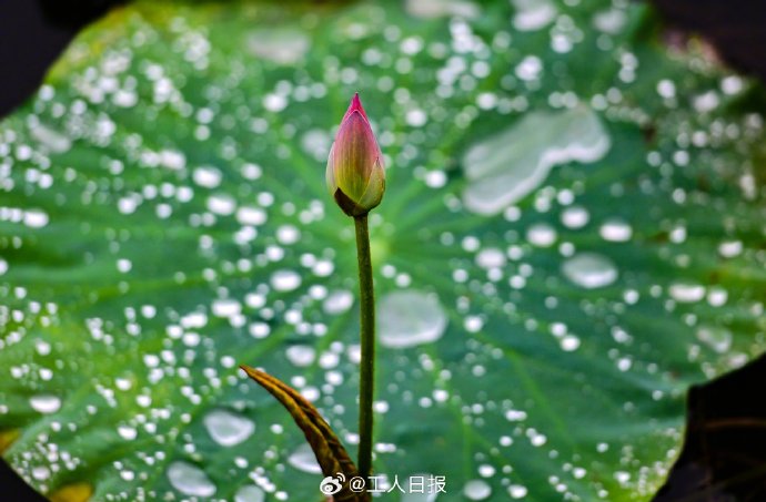 周深的《赤子》歌词讲了什么内容？