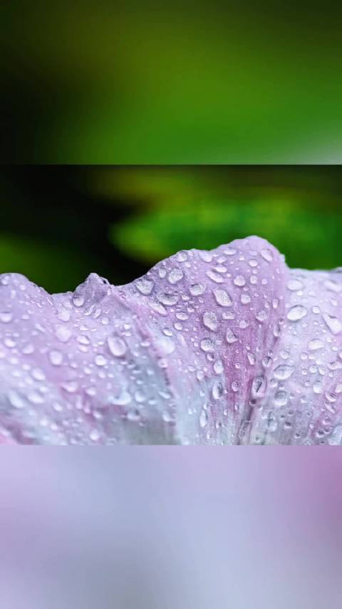 雨后微距记录夏日绿意,水珠晶莹治愈浮躁
