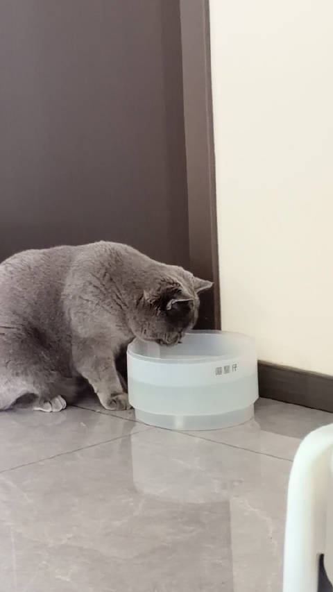 笑死我了忘了给路虎接水 路虎喝了两三分钟哈哈哈哈