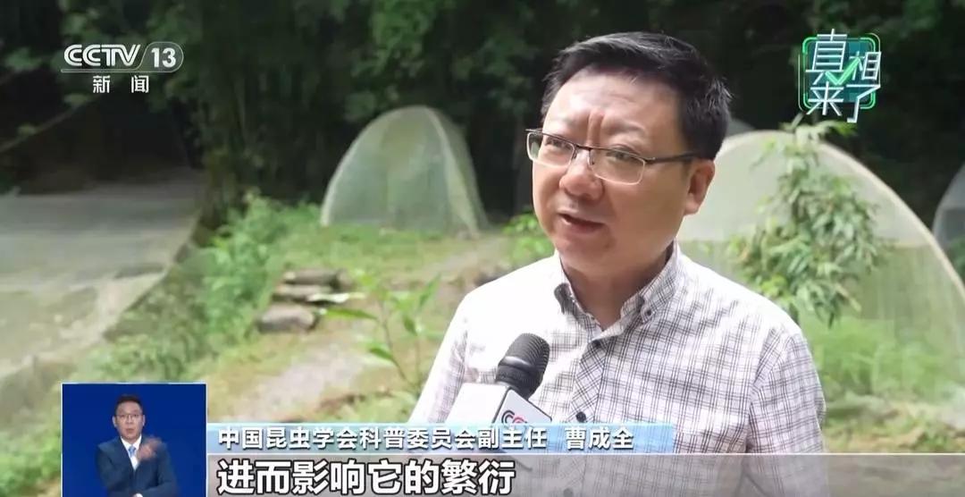 真相来了丨网传萤火虫濒临灭绝 是真的吗?
