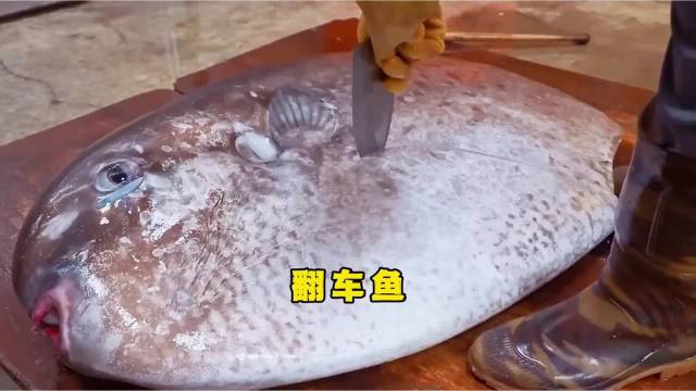 被全网调侃成“海洋废柴”的翻车鱼，在台湾莲花的渔港里，完成了最漂亮的逆袭