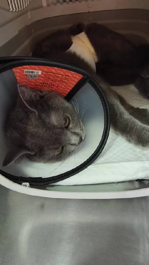 丁禹兮带猫咪玉米绝育，分享宠物医院趣事
