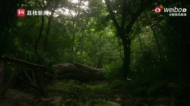 句容宝华山萤火虫群提前出现，溪谷披梦幻星光
