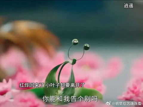 红烨回来了，小叶子下线了….