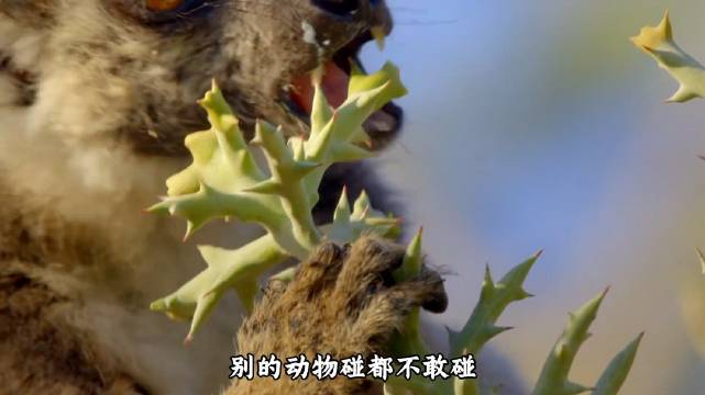 马达加斯加孤岛生灵面临人类救赎挑战