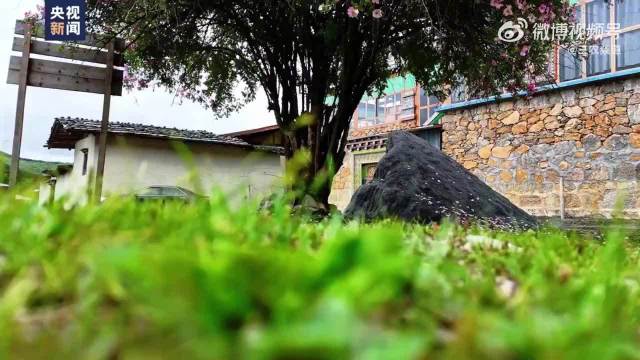 云南中甸刺玫盛放随风摇曳，高原风景独好
