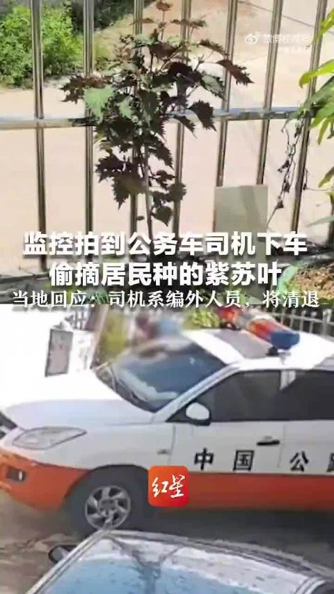公务车司机偷摘居民种的紫苏叶