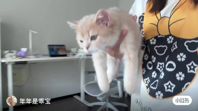 海豹哦