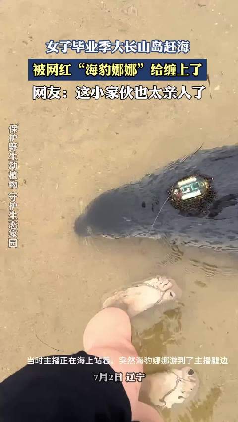 女子毕业季大长山岛赶海，被网红“海豹娜娜”给缠上了