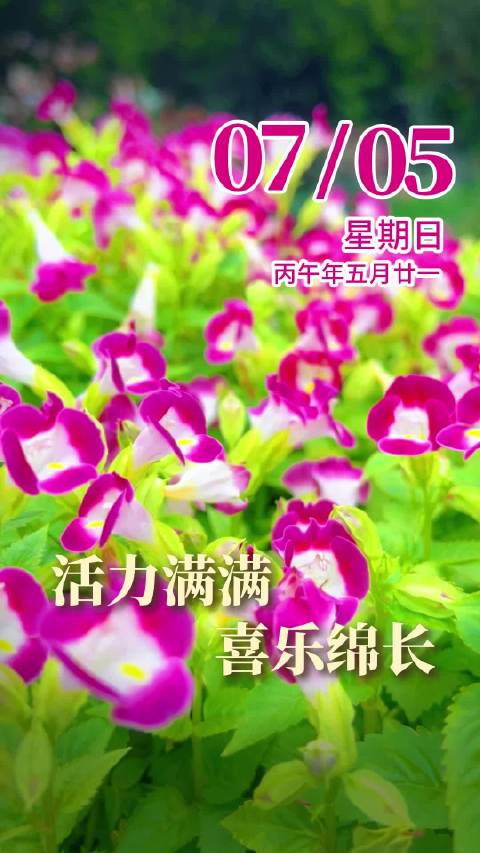 早安！朝露凝玉瓣，繁花绽晨光，愿你生活多姿多彩，活力满满，喜乐绵长