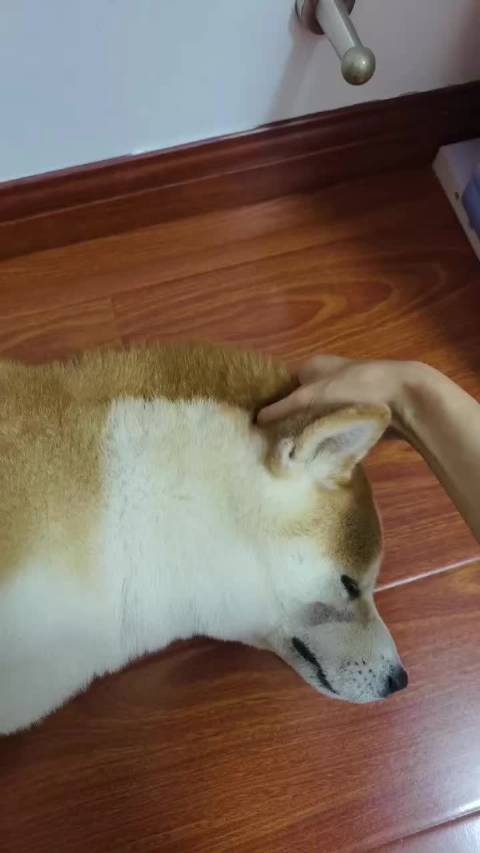 哥斯拉.福 柴犬