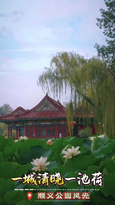 顺义公园荷花节开幕，虞书欣邀您共赏盛夏