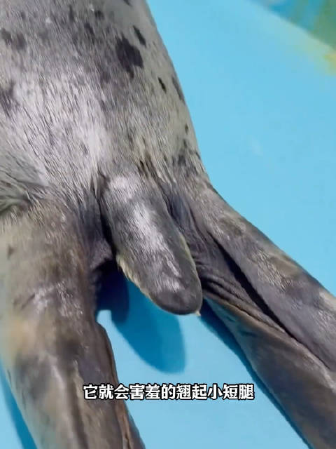 当你挑逗海豹的小尾巴时 它就会翘起小短腿阻止你的骚扰