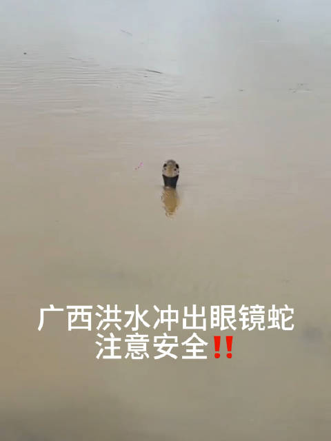 广西洪水致养蛇场眼镜蛇逃出，专家提醒汛期防蛇要点