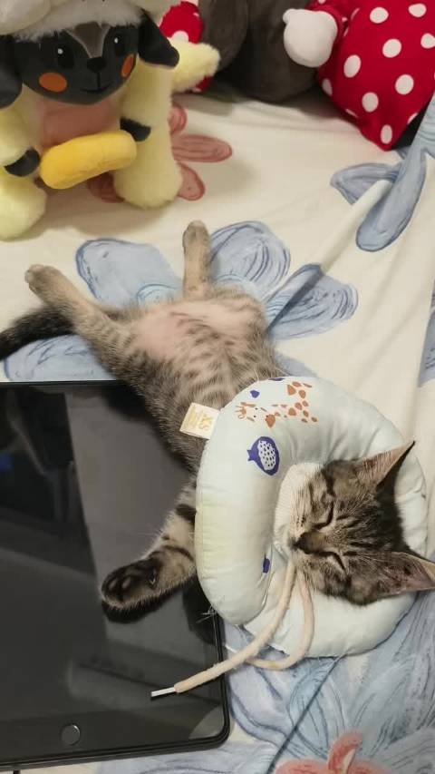 好温柔的黑羊羊，好可爱的猫仔仔