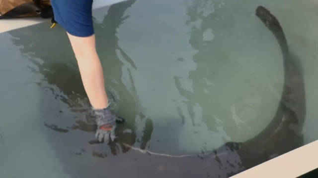 容器中的睡鲨 The Sleeper Shark in a Container 纪录片品鉴团
