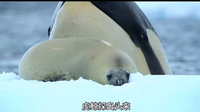 虎鲸围猎南极海豹，四小时生死角逐