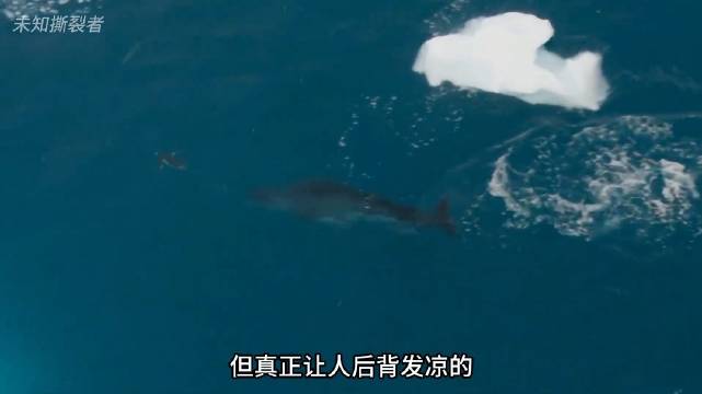 豹海豹永远挂着"微笑"的眼睛，会让你产生恐怖谷效应！