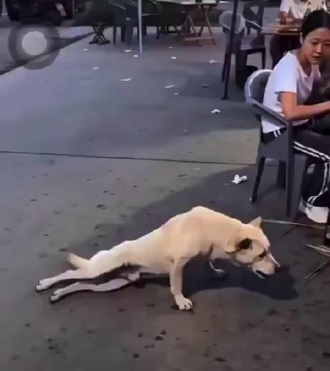 动物界奥斯卡最佳表演奖