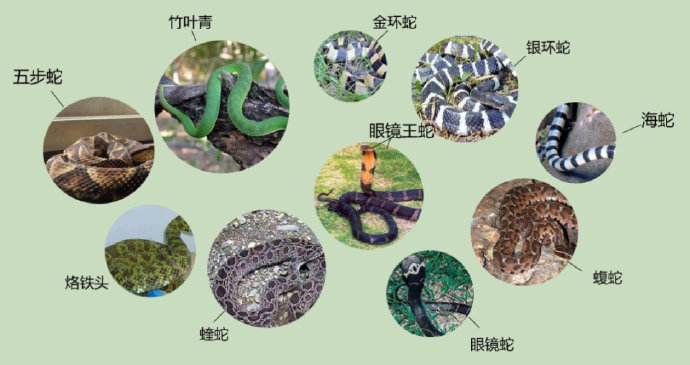 男子把蛇丢出去后会有后续安全隐患吗？