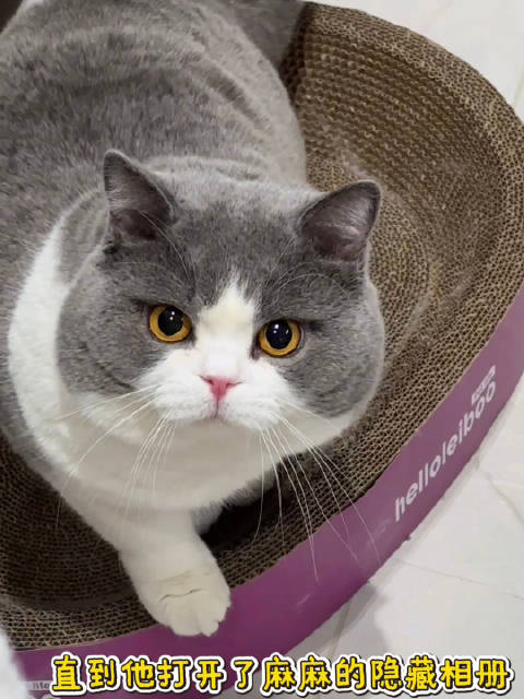 发小猫丑照是不用经过小茂密同意哒！哇卡卡卡！