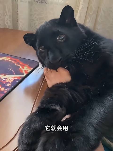 黑化花豹露娜反差萌，怕脚气又学狗子癖好