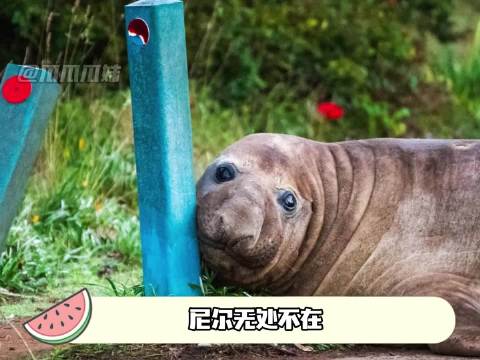 澳大利亚一只海豹尼尔无处不在，就是不在海里