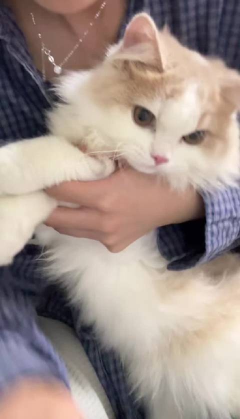 网友模仿萌宠视频遭自家猫抓伤