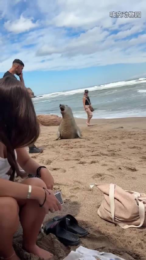 海豹其实就是一只海洋里的小狗