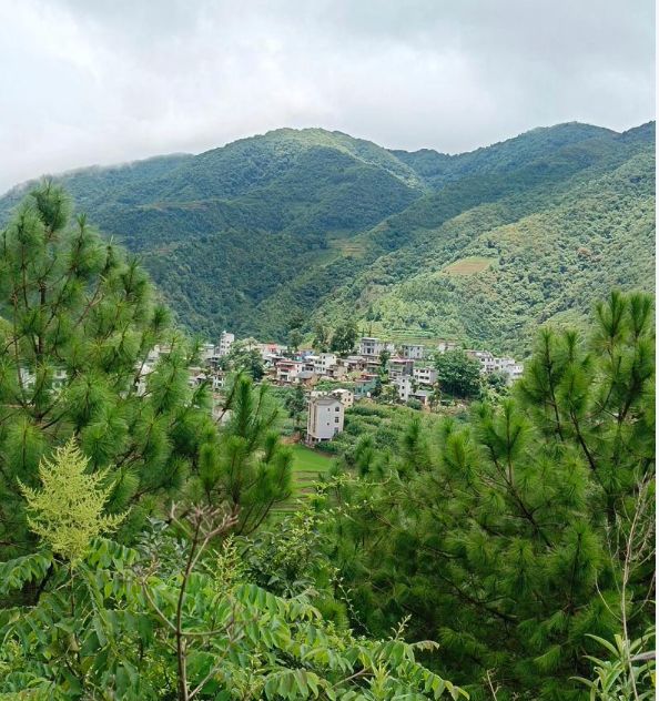 农田干活最常遇到4种有毒蛇，哪一种最危险?如何快速识别避开?|蛇类|毒液|五步蛇|银环蛇_订阅