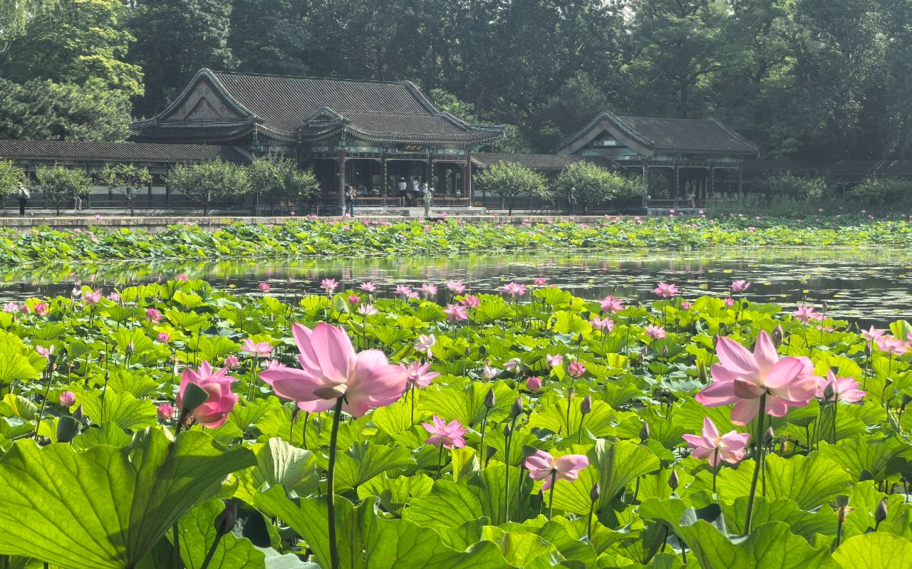 頤和園荷花進入盛花期。頤和園供圖