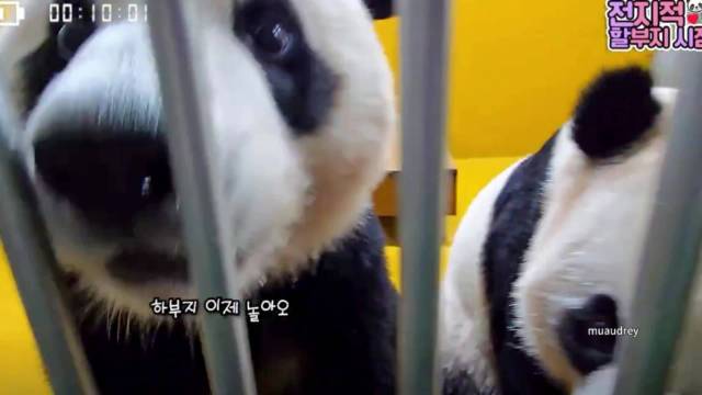 辉宝睿宝沉浸式吃胡萝卜笋笋仰脸可爱似海豹