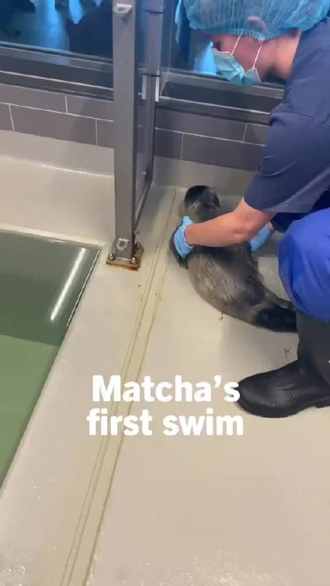 幼崽海豹第一次接触水的那一刻