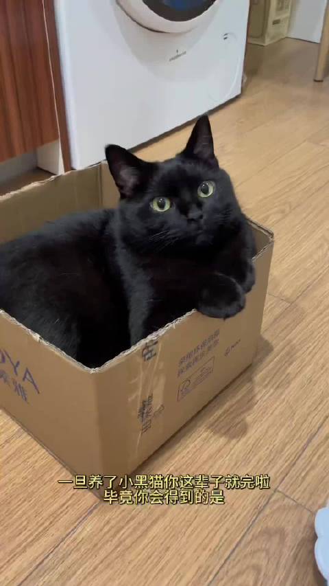 纯黑小猫反差萌治愈日常