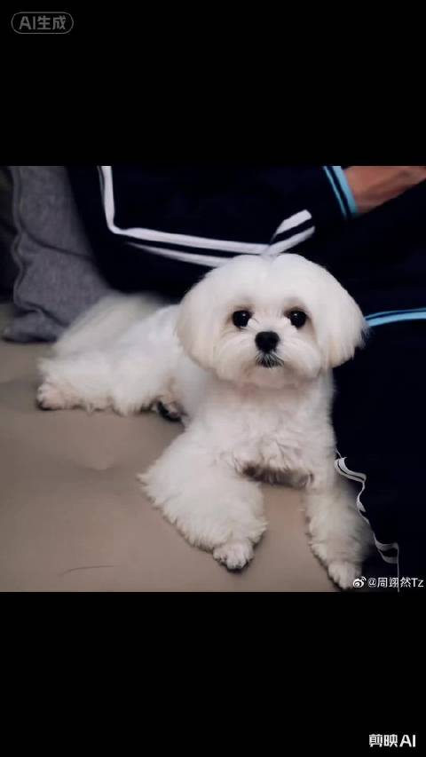 周翊然