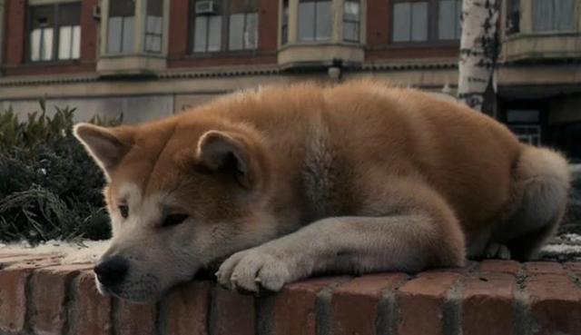为了一份爱，忠犬等候主人十年，用尽它的一生