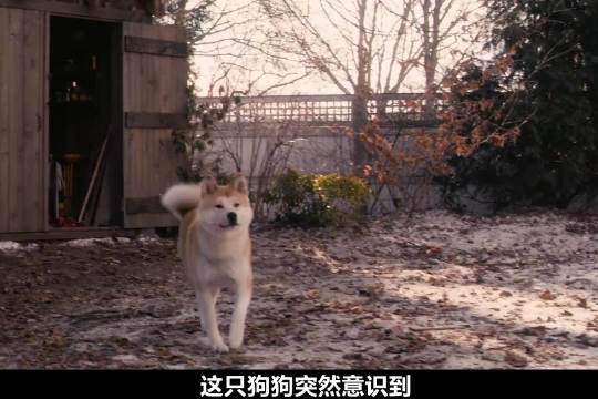 秋田犬八公十年守候车站，诠释忠诚与爱