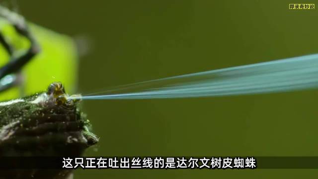 达尔文树皮蜘蛛吐超强蛛丝，织25米巨网捕食水面飞虫