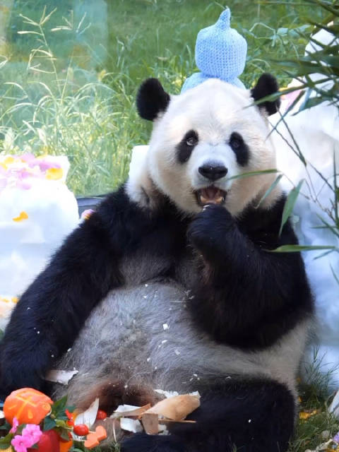 渝贝生日获赠手工宝葫芦冠,哥哥渝宝暖心送祝福
