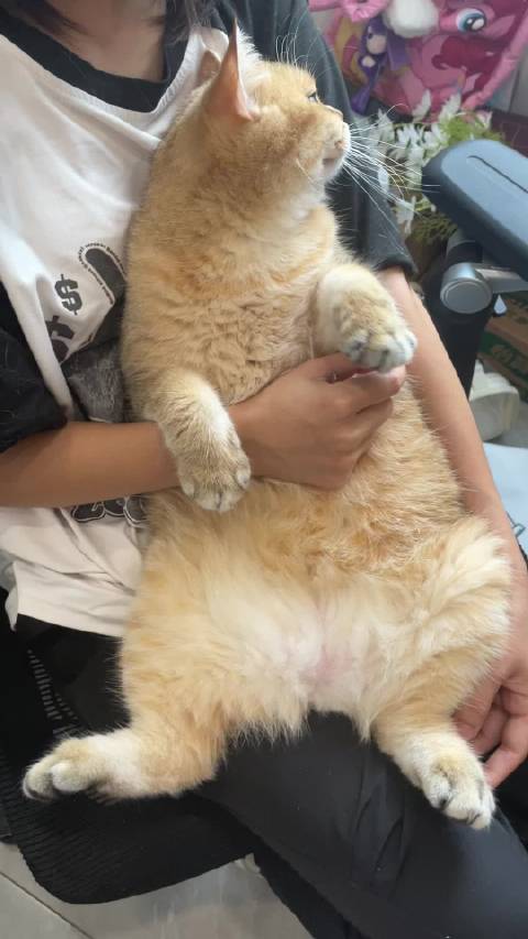 盘点那些卡车一般的神仙猫咪
