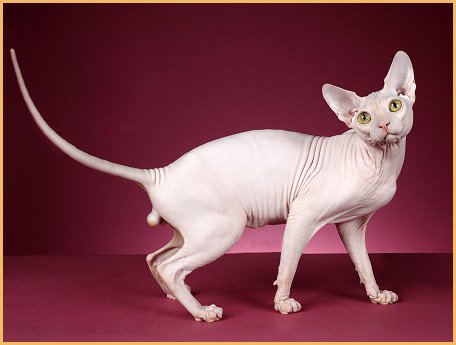 霍思燕家的猫什么品种？霍思燕家的猫多少钱？ – CFA猫舍猫咪品种科普
