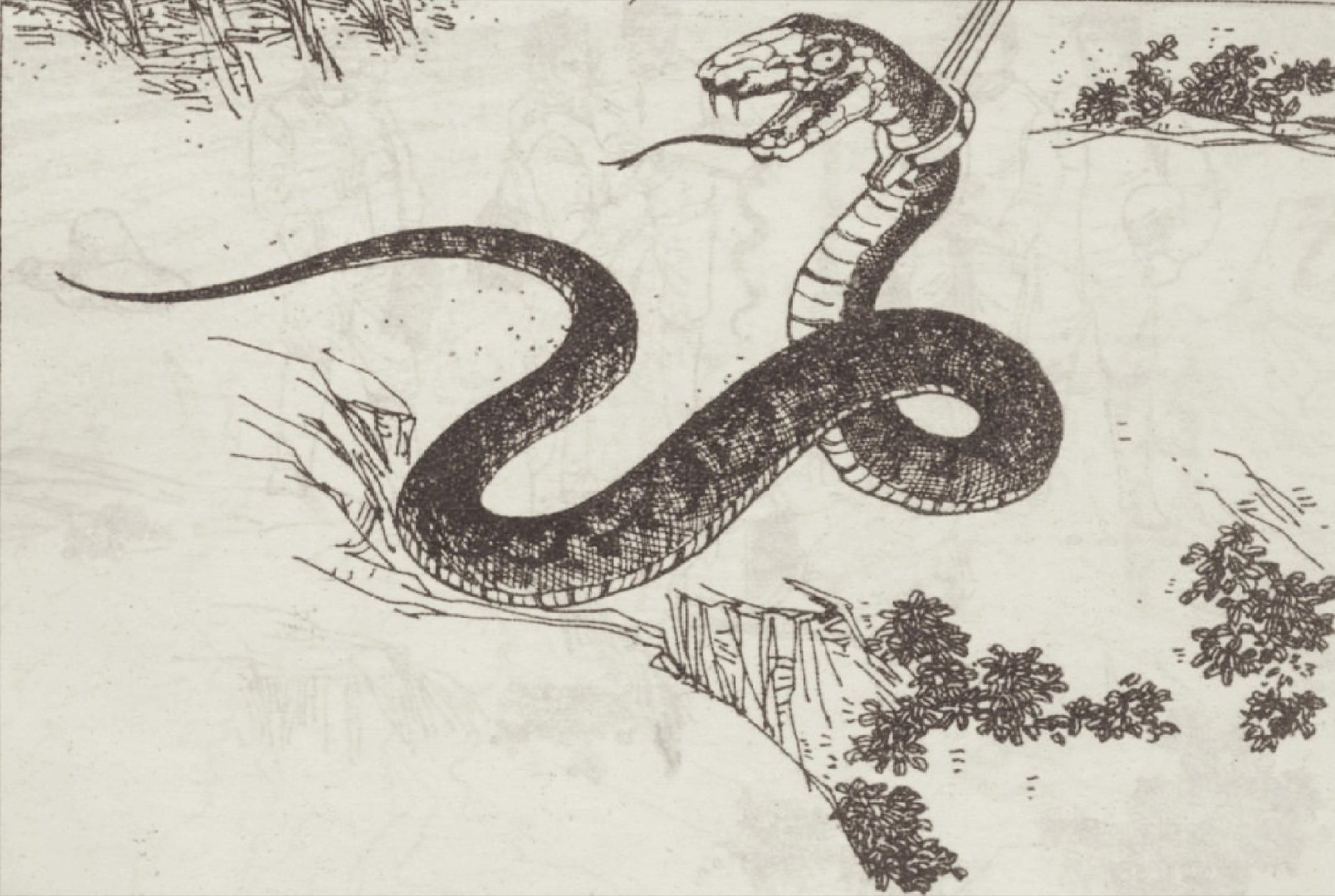 民间故事：蛇王