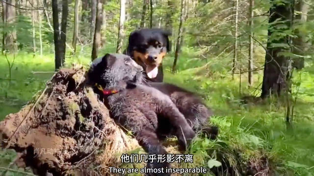 狗狗把黑豹养大，没想到竟然把黑豹养得狗里狗气的，看一遍笑一遍