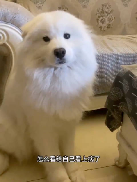 萨摩耶被训时会把耳朵藏起来，伪装成海豹的模样