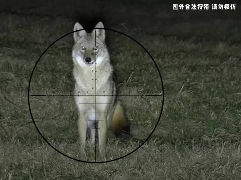 北美农场郊狼泛滥，农场主晚上用狙击枪狩猎郊狼！